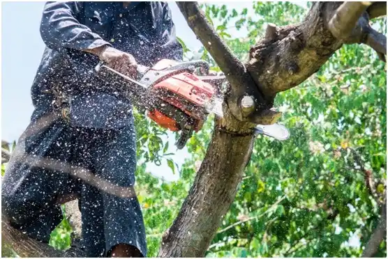 tree services Crump